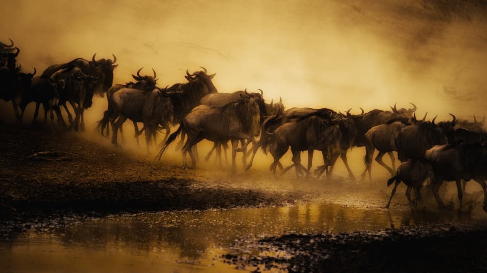 Golden Wildebeest Migration by Mohammed Alnaser — canvas wall art