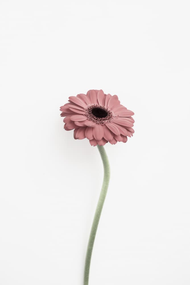Pink Gerbera by Kathrin Pienaar — canvas wall art