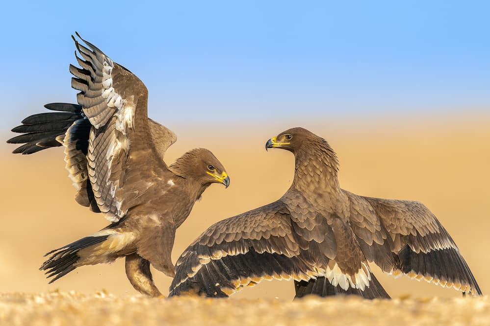 Steppe Eagle Standoff by Ahmed Sobhi — canvas wall art