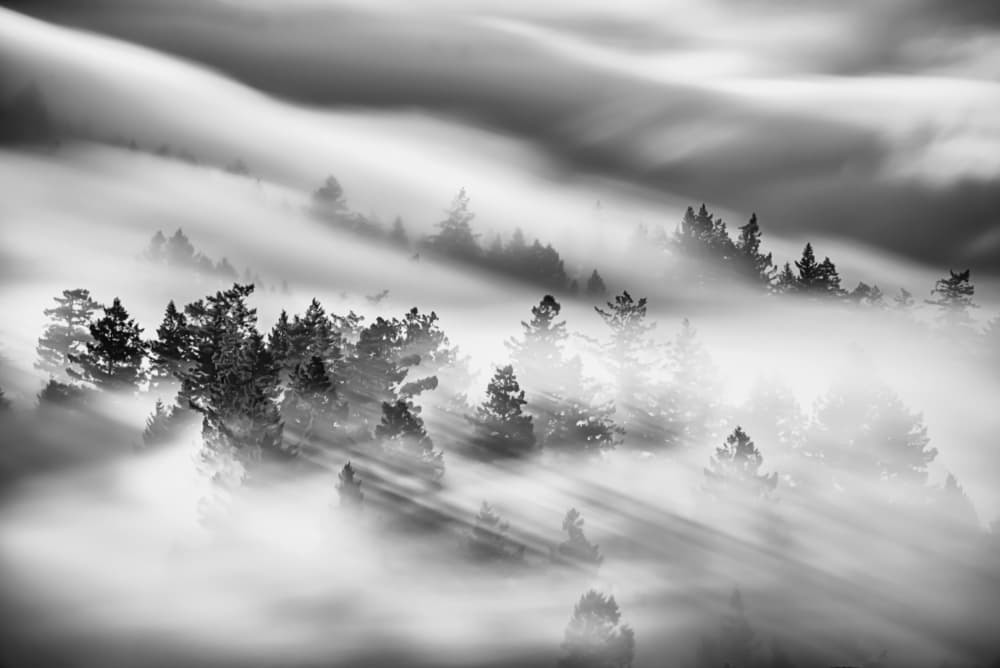 Misty Forest Rays by Johnny Zhang — canvas wall art