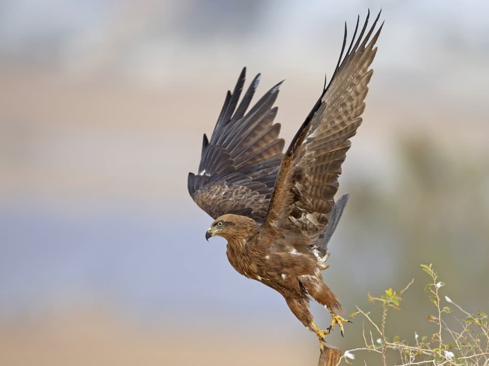 Raptor Takes Flight by Shlomo Waldmann — canvas wall art