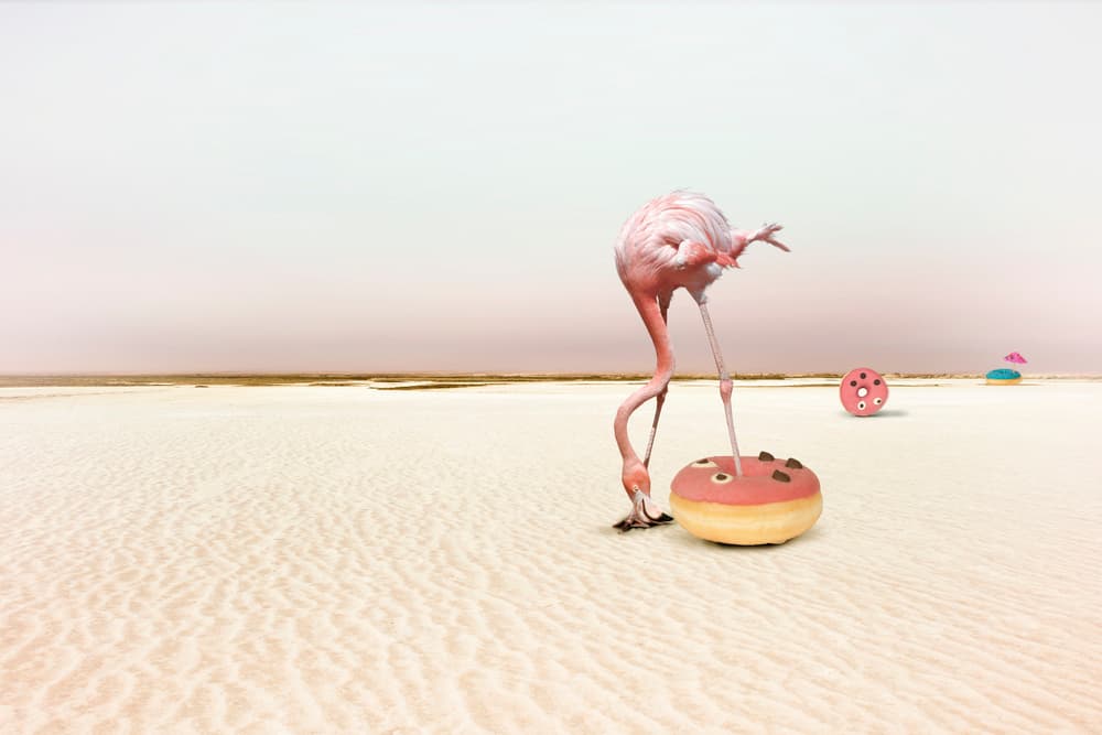 Pink Flamingo Donut Dream by Christine von Diepenbroek — canvas wall art