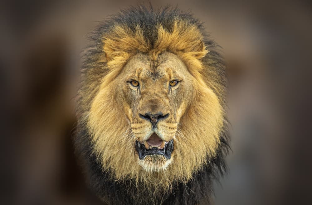 Majestic Lion Portrait by Jeffrey C. Sink — canvas wall art