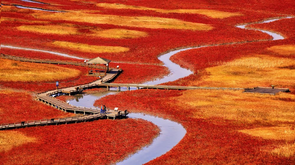 Vibrant Red Marshland by Tiger Seo — canvas wall art