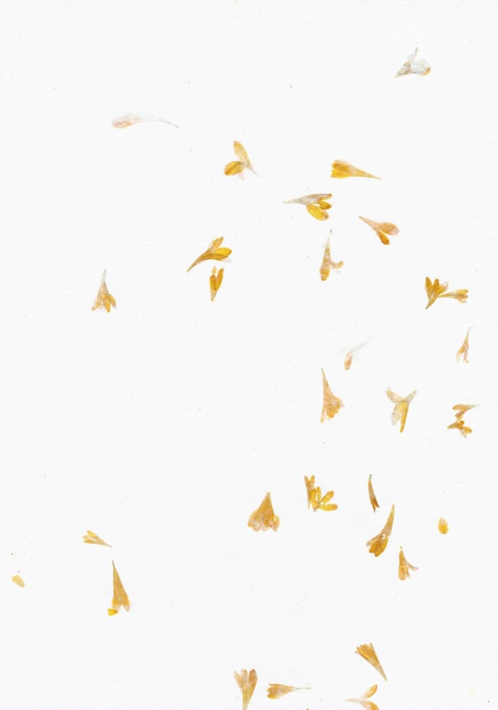 Scattered Golden Petals by Santhosh ch — canvas wall art
