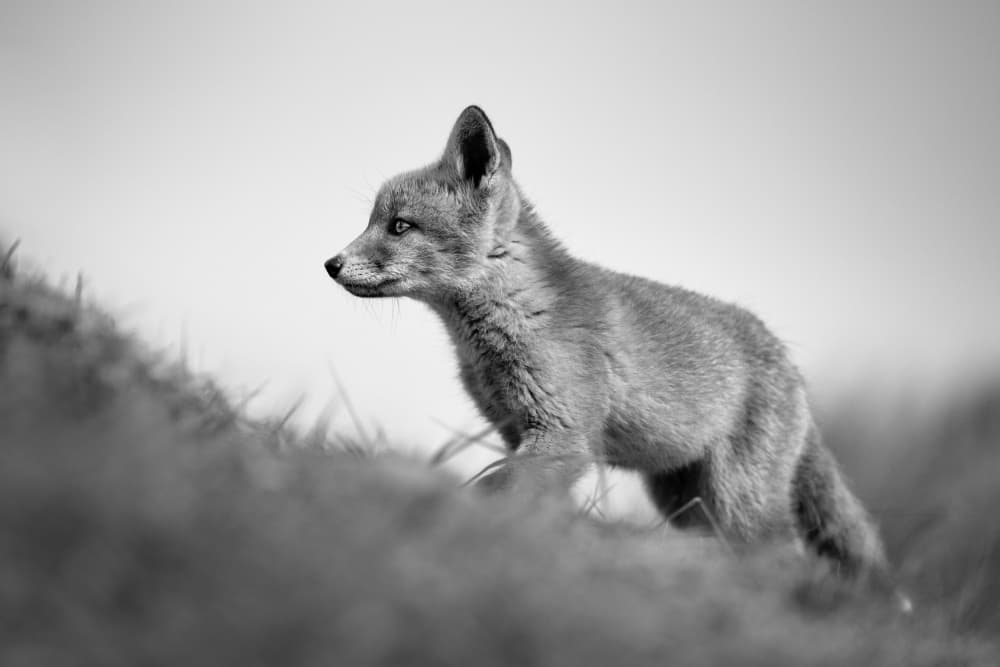 Alert Fox Cub by Richard Guijt — canvas wall art