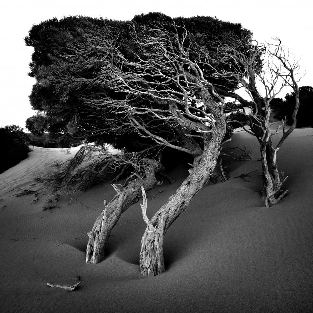 Sculpted Dune Trees by Mark Boyle — canvas wall art