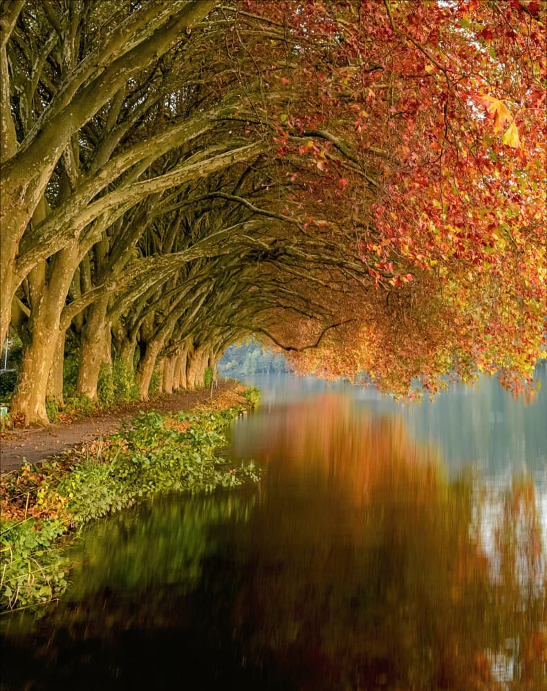 Autumn Tree Tunnel Reflections by Chris Coenders — canvas wall art