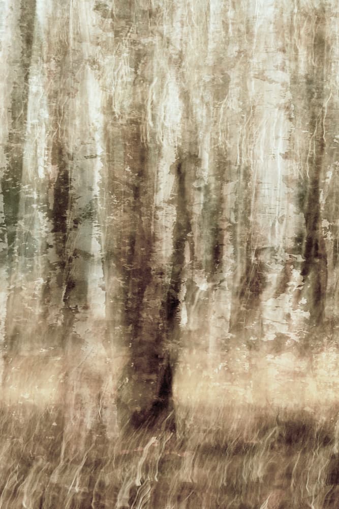 Dreamy Forest Motion by Christina Sillen — canvas wall art