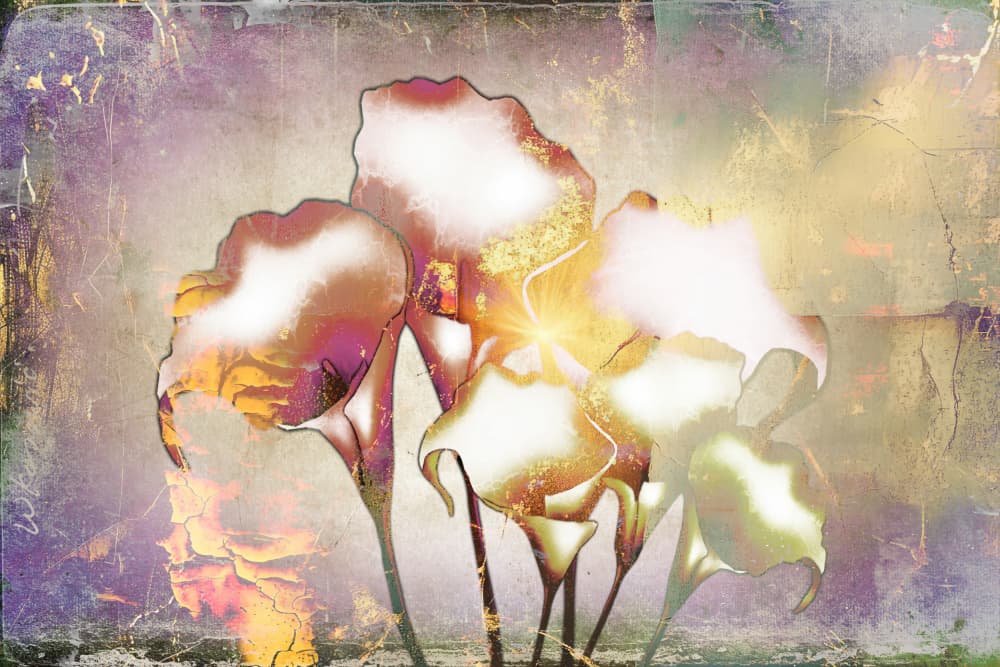 Radiant Calla Lilies by Rafal Kulik — canvas wall art