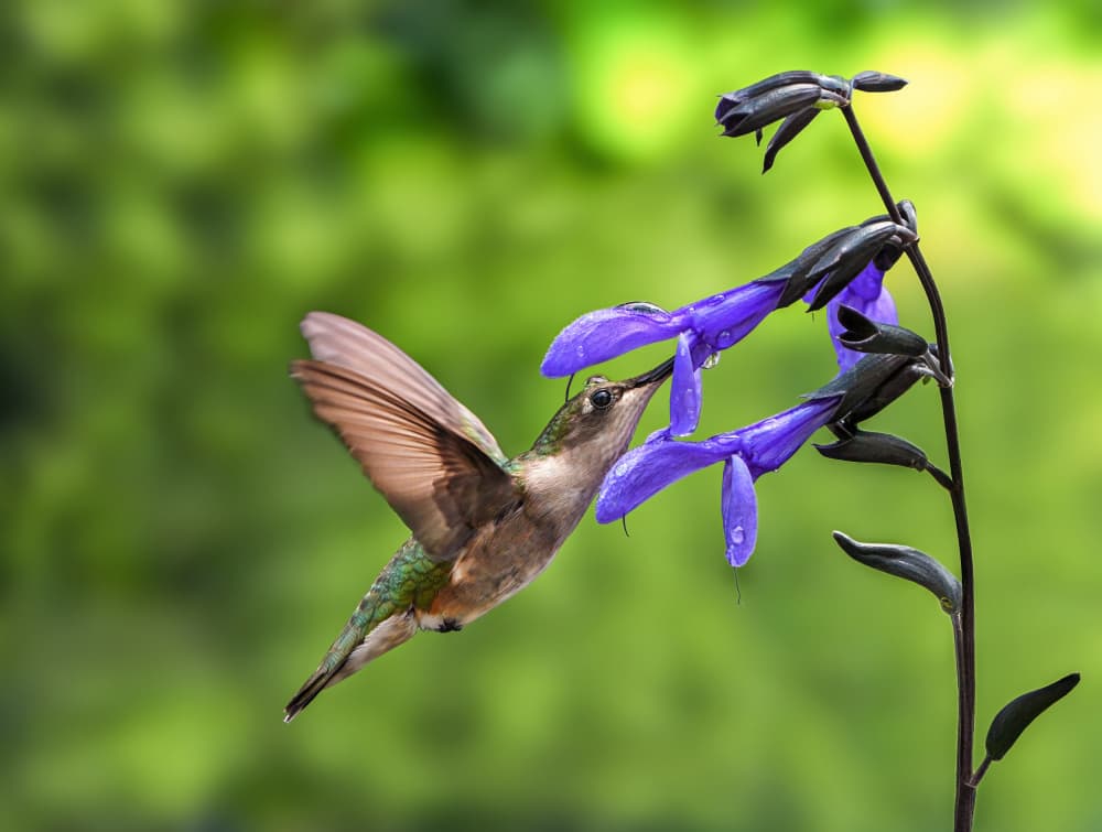 Hummingbird Nectar Feast by Hannah & Wei — canvas wall art