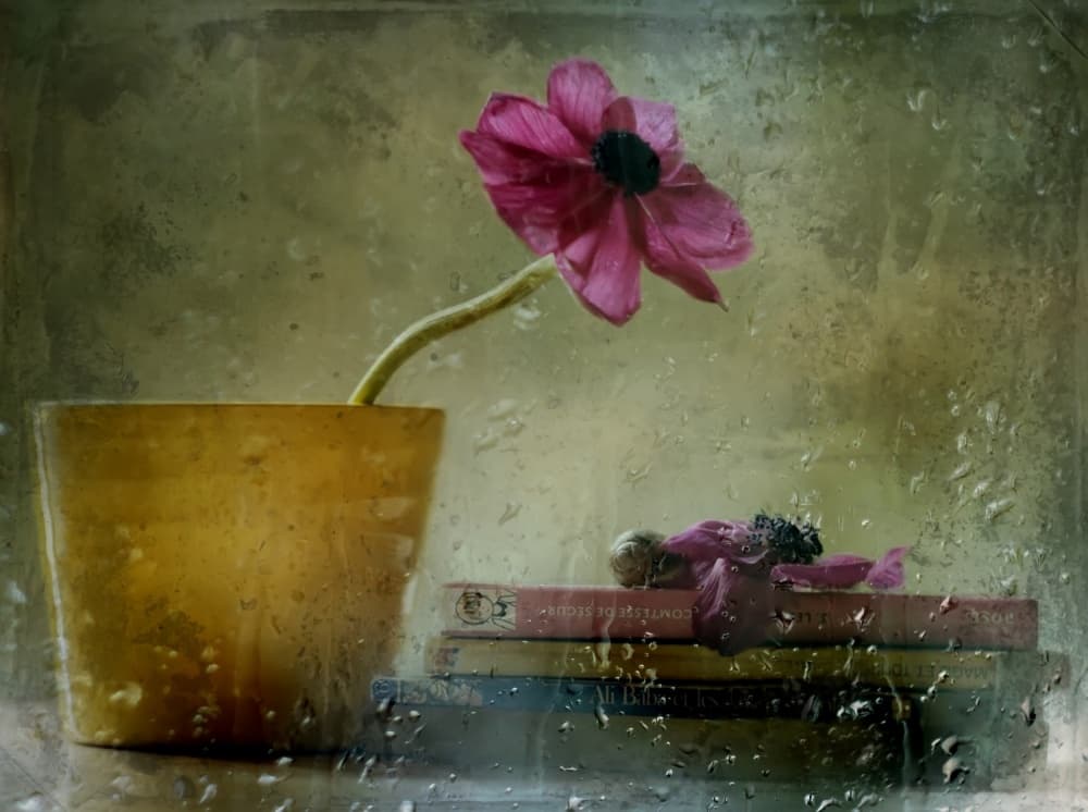 Rainy Window Bloom by Delphine Devos — canvas wall art