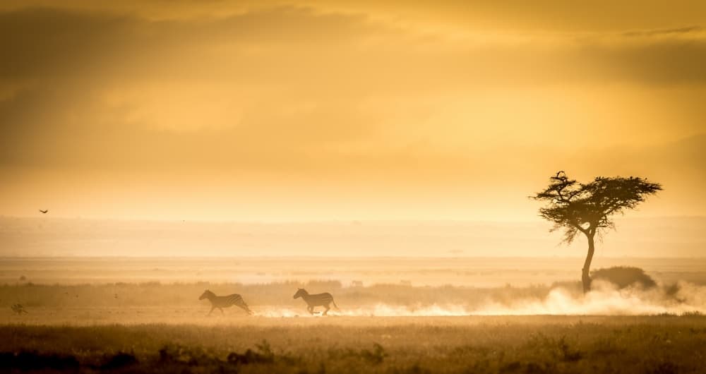 Golden Savannah Zebras by Jeffrey C. Sink — canvas wall art