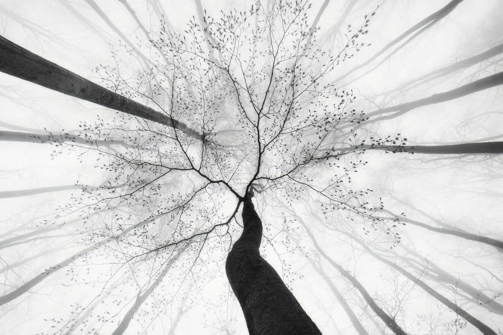 Ethereal Tree Upward by Tom Pavlasek — canvas wall art