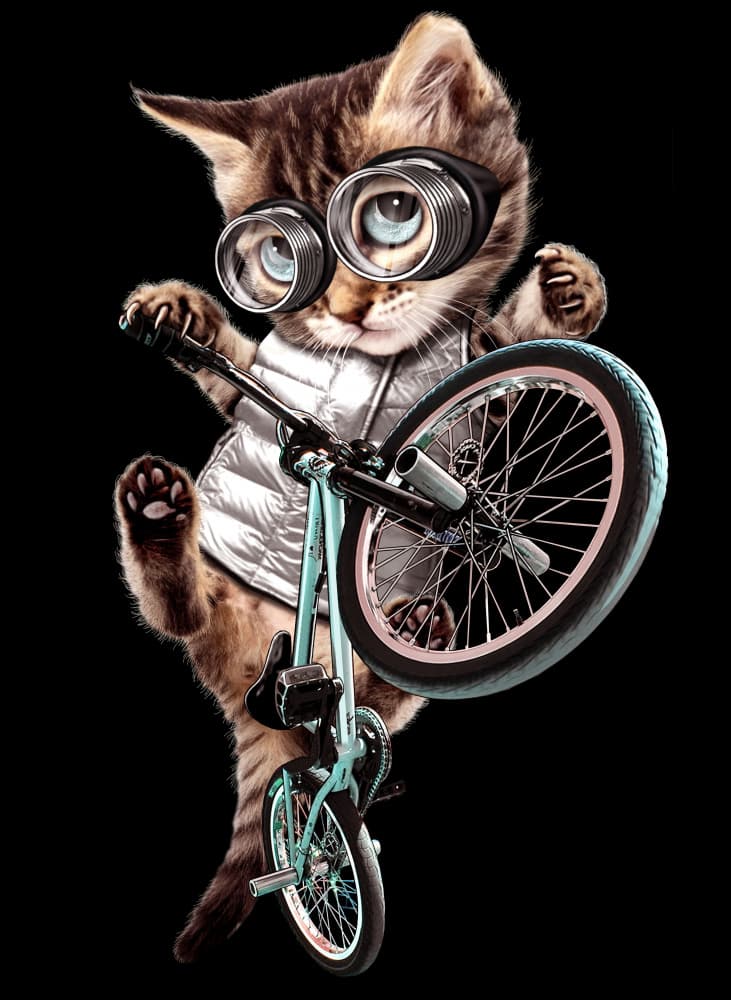 Cool Cat Bike Stunt by Adam Lawless — canvas wall art