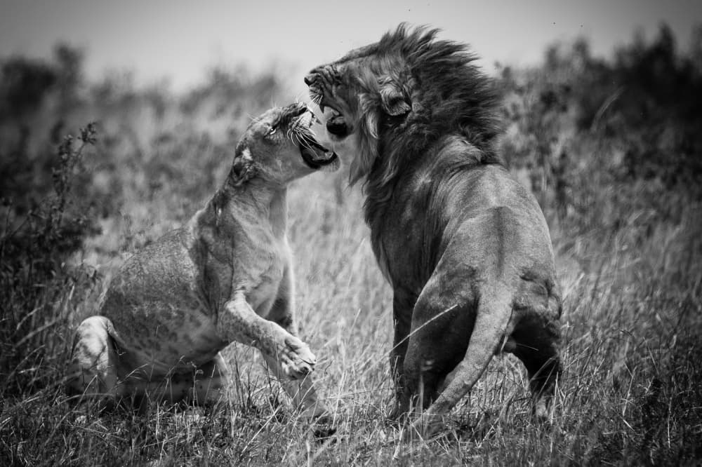 Lions Face Off by Mohammed Alnaser — canvas wall art