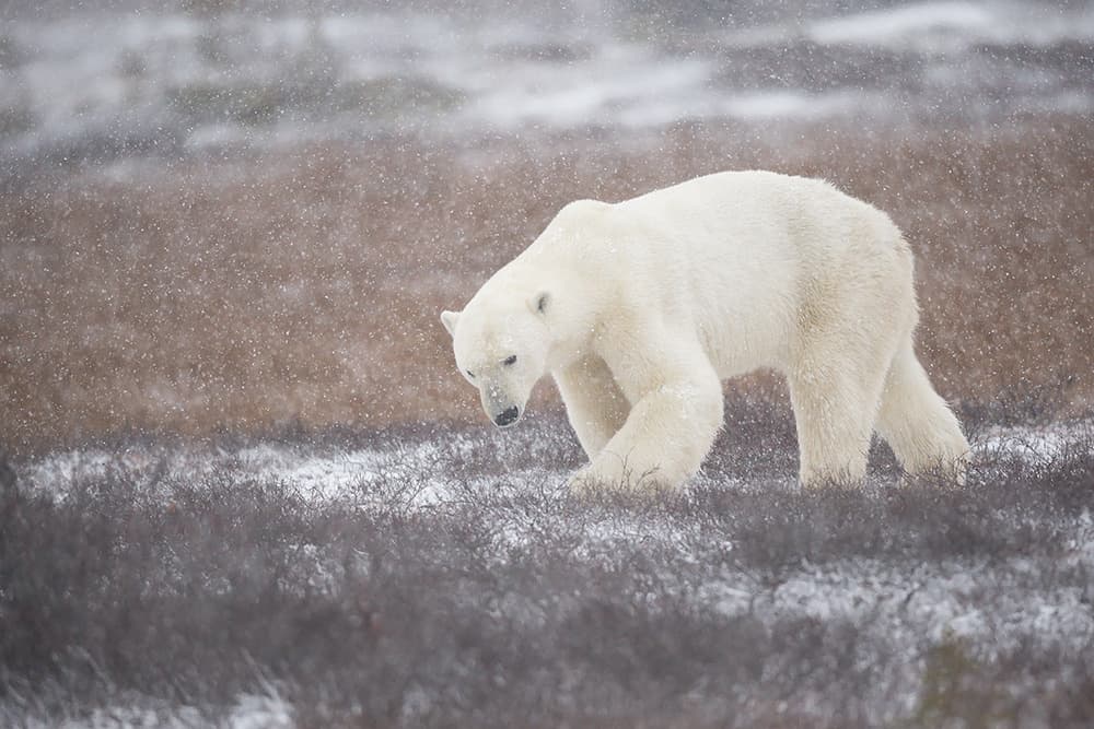 Polar Bear Snowfall by Marco Pozzi — canvas wall art