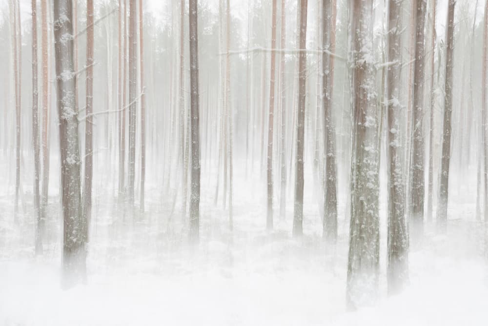 Misty Winter Forest by Christian Lindsten — canvas wall art