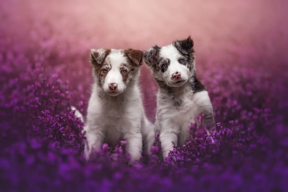 Adorable Purple Puppies by Ve Shandor — canvas wall art