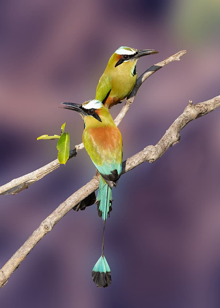 Vibrant Motmot Pair by Dennis Zhang — canvas wall art