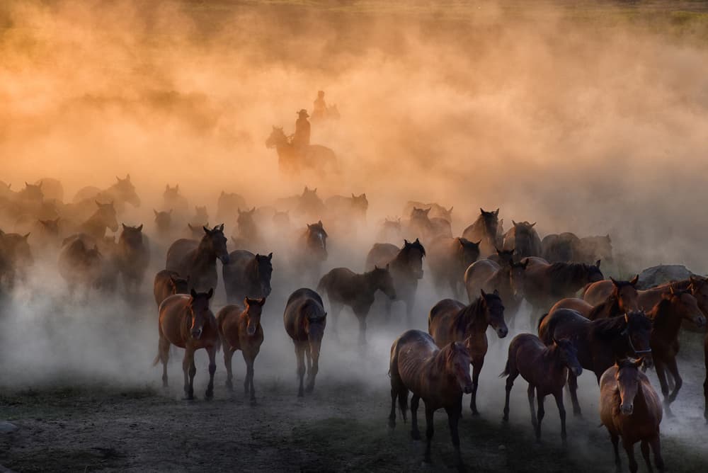 Horses in Golden Dust by aumitcanan — canvas wall art