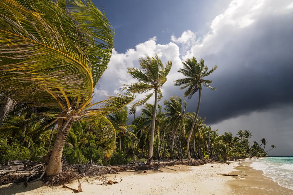Wind Blown Tropical Palms by Karsten Wrobel — canvas wall art