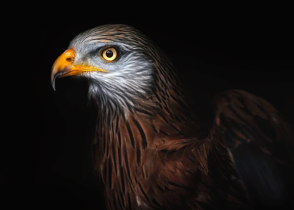 Majestic Red Kite by Santiago Pascual Buye — canvas wall art
