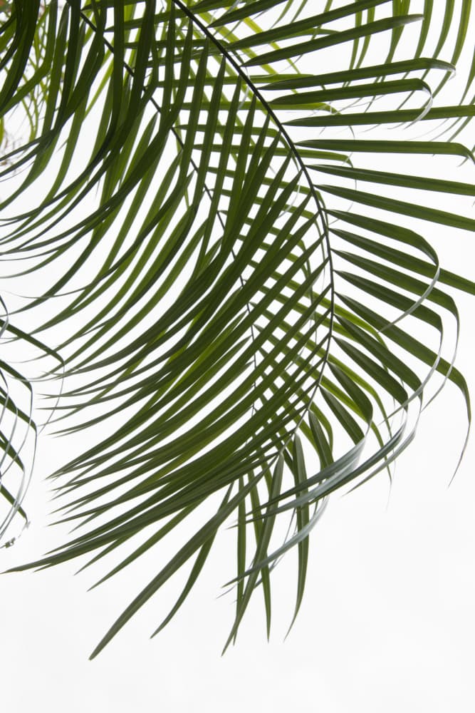 Bright Tropical Palm by amini54 — canvas wall art