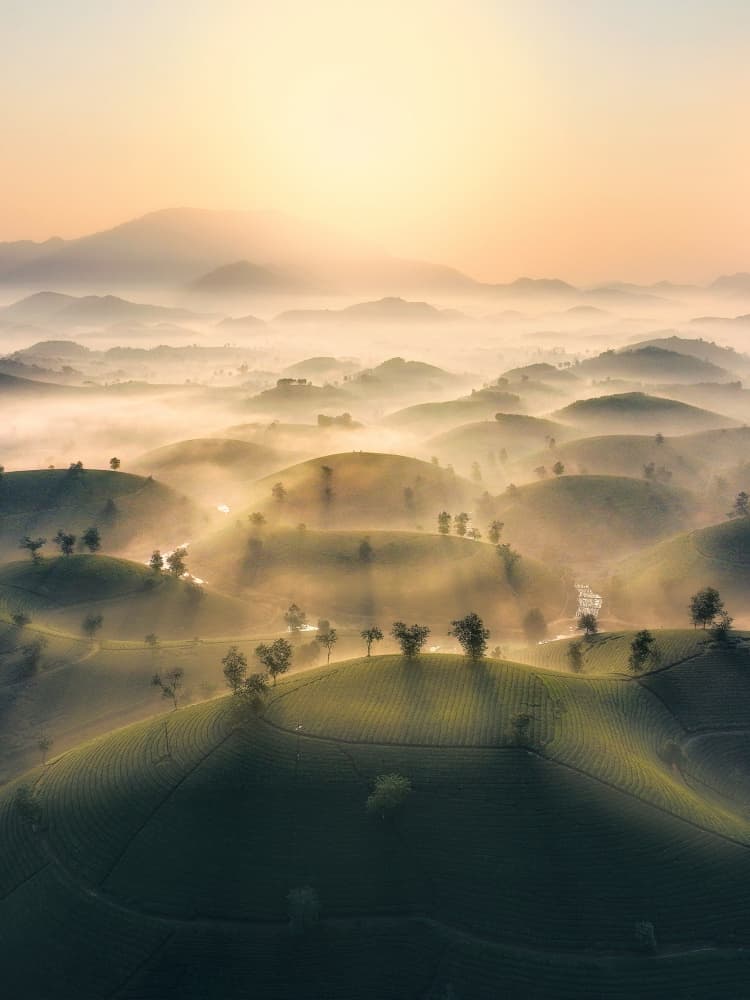 Misty Tea Hills Sunrise by Nguyen Tan Tuan — canvas wall art