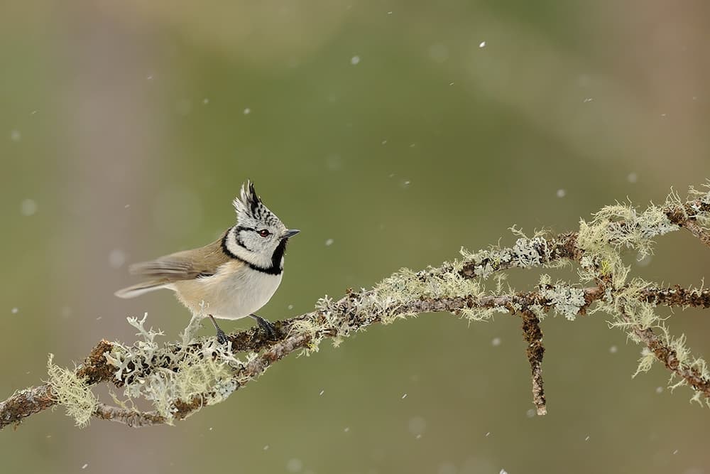 Crested Tit Snowfall by Marco Pozzi — canvas wall art