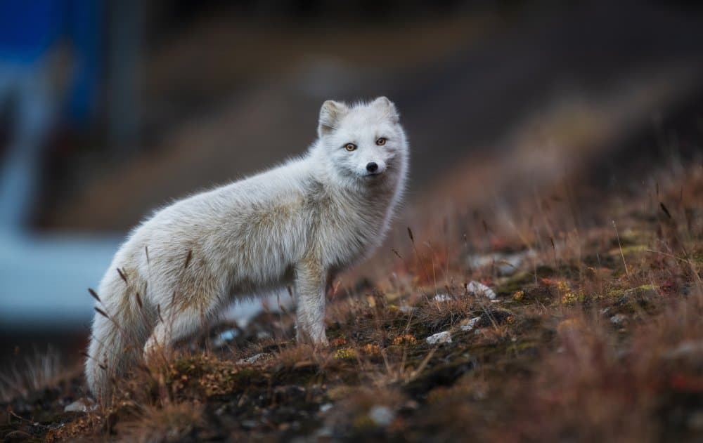 Arctic Fox Gaze by Giovanni Venier — canvas wall art