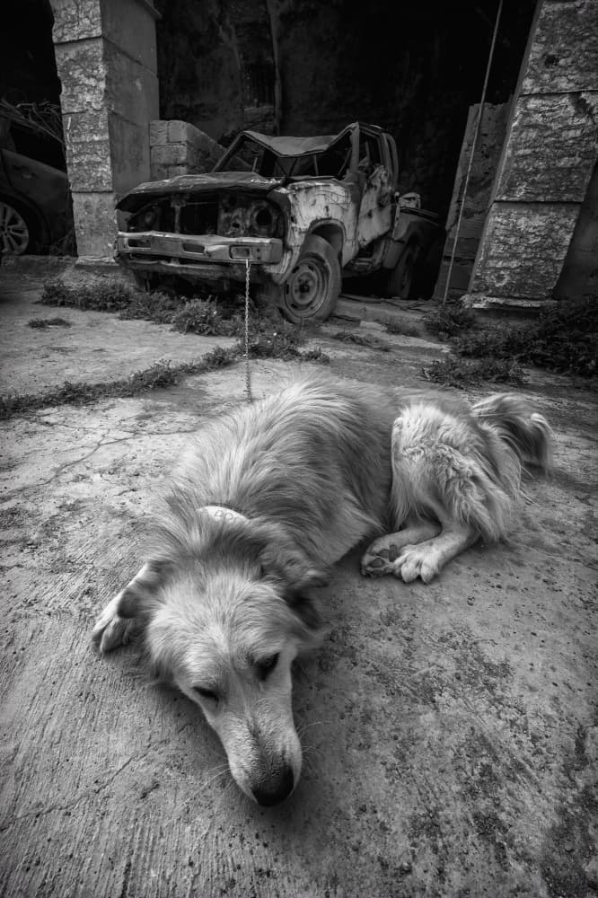 Lonely Dog Urban Ruins by Jalili — canvas wall art