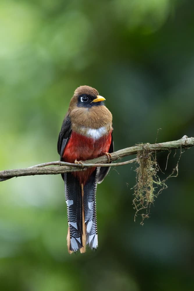 Vibrant Forest Trogon by Bill Lu — canvas wall art