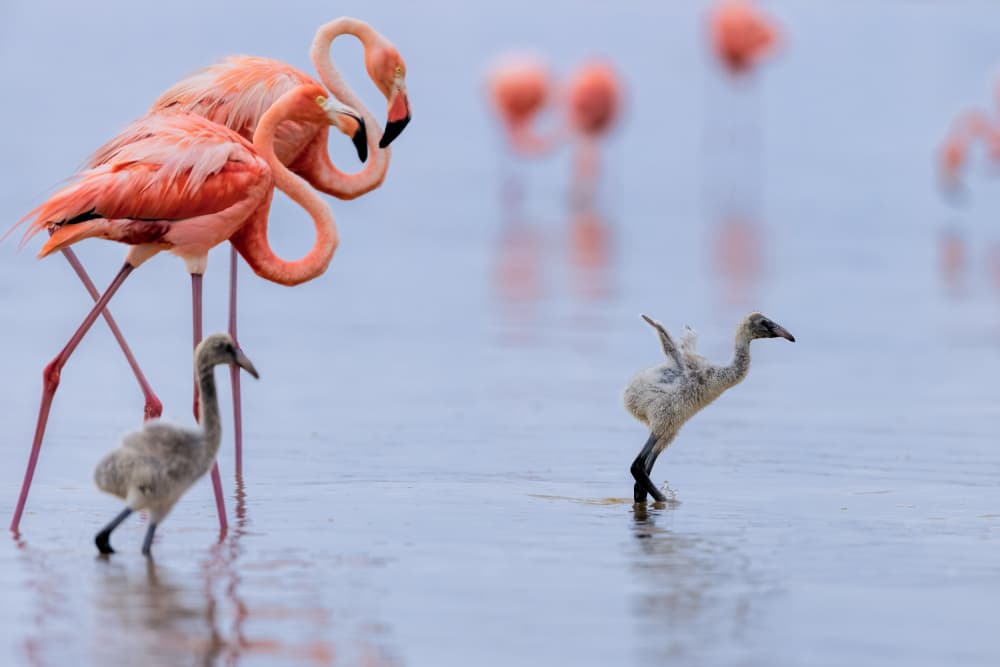 Pink Flamingo Family Wading by Jun Zuo — canvas wall art