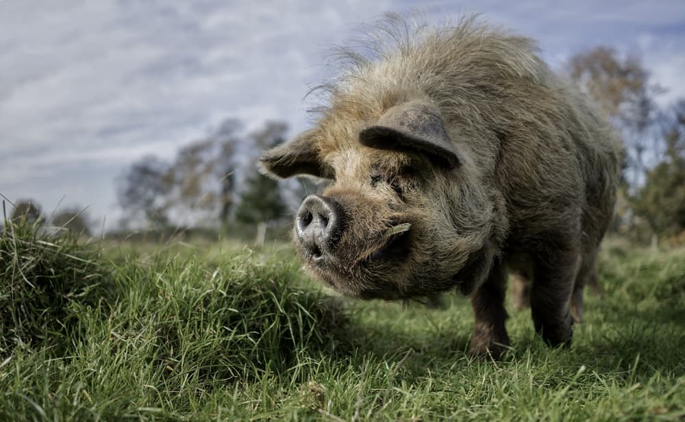 Hairy Pig in Grass by Gert van den Bosch — canvas wall art
