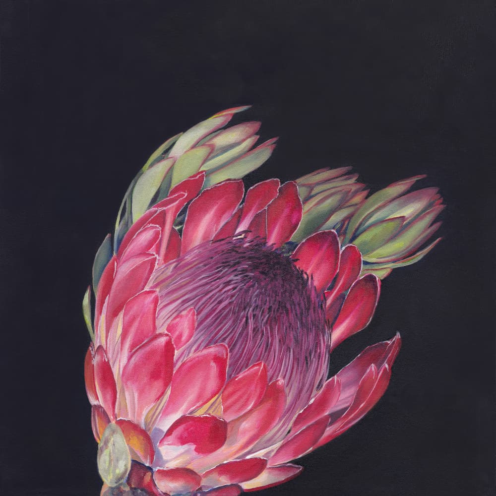 Vibrant Pink Protea by Viccy Wanliss — canvas wall art