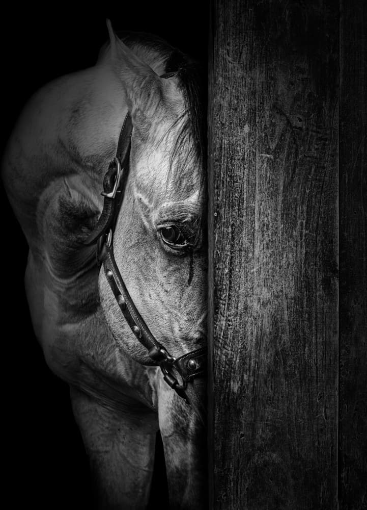 Soulful Horse Gaze by Jackson Carvalho — canvas wall art