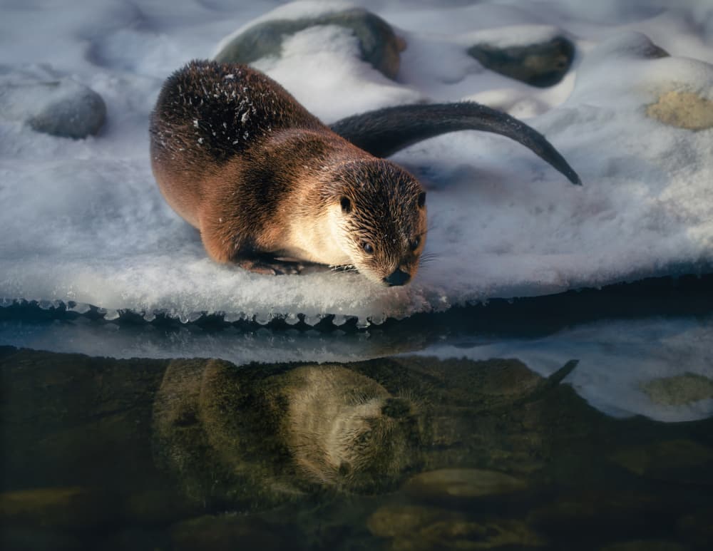 Otter's Winter Reflection by Alex Zhao — canvas wall art