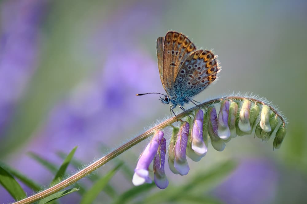 Blue Butterfly Blossom by Andrii Kazun — canvas wall art