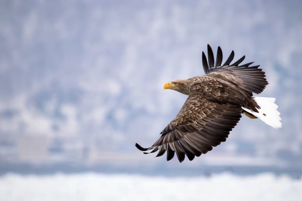 Majestic Eagle Flight by K.Hayakawa — canvas wall art