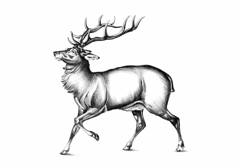 Majestic Stag by Kulik — canvas wall art