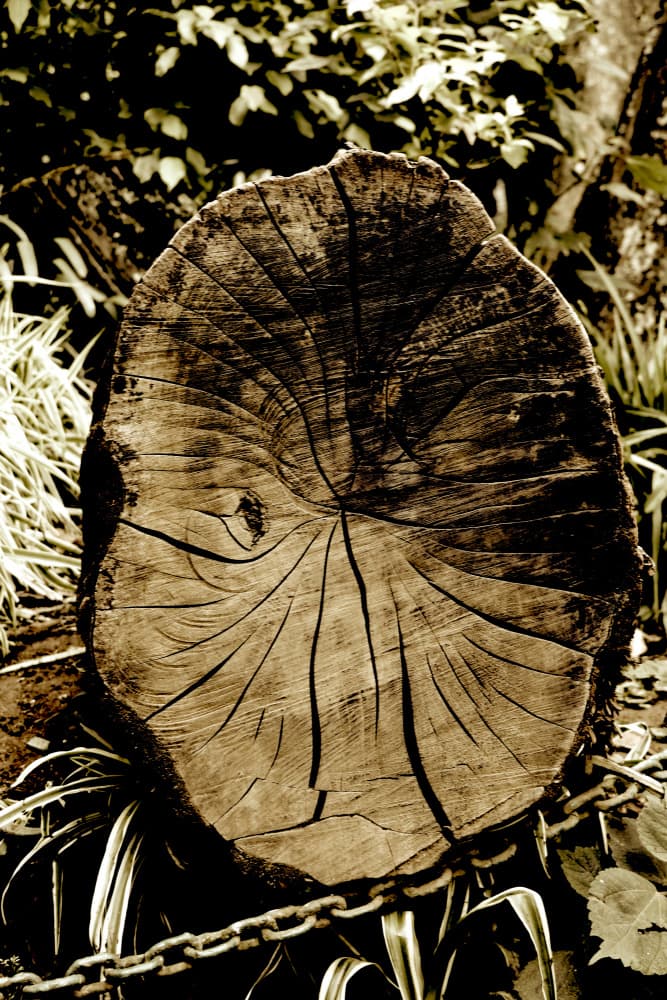 Rustic Tree Stump by Santhosh ch — canvas wall art