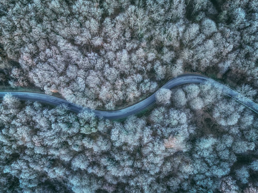 Winding Winter Forest Road by Guy Krier — canvas wall art