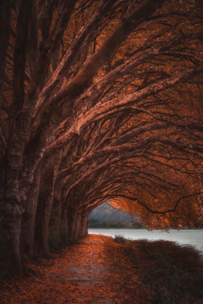 Autumn Tree Tunnel by Marcus Hennen — canvas wall art
