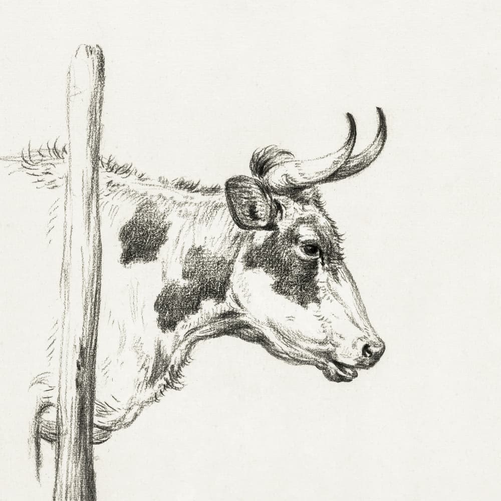 Head of a Cow, To the Right (1820)