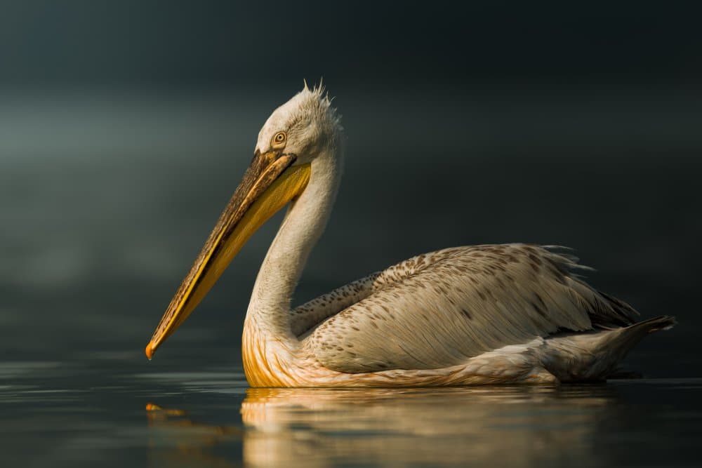 Majestic Pelican Serenity by Ahmed Sobhi — canvas wall art