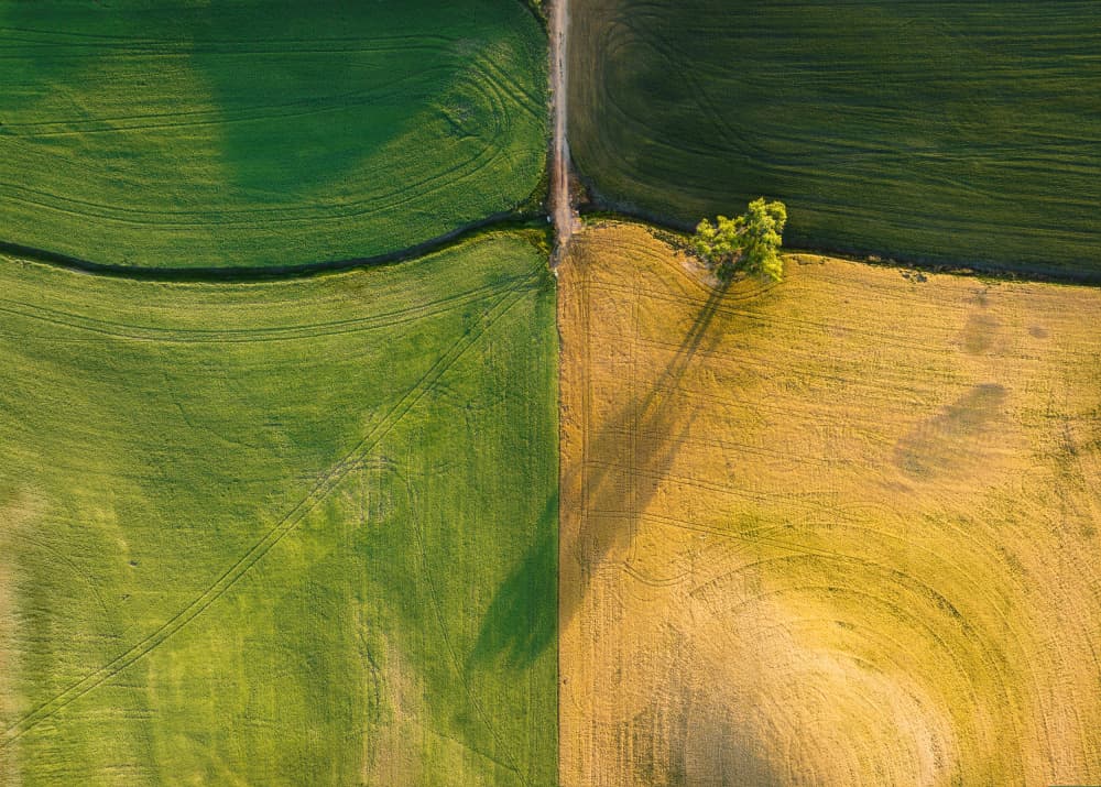 Green and Gold Farmland by Shenshen Dou — canvas wall art