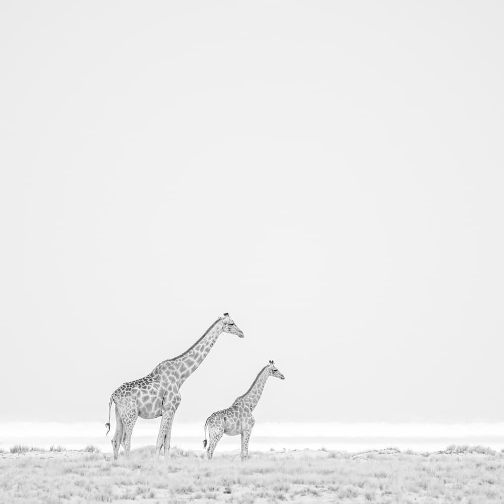 Minimalist Giraffe Duo by Peter Schoeman — canvas wall art