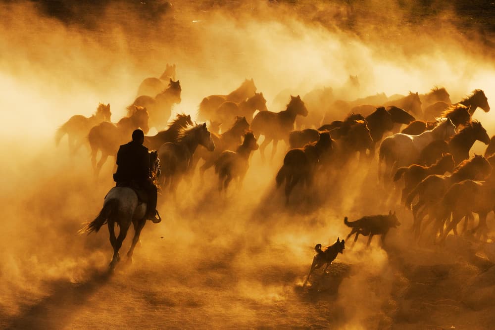 Wild Horse Stampede by Feyzullah Tunç — canvas wall art