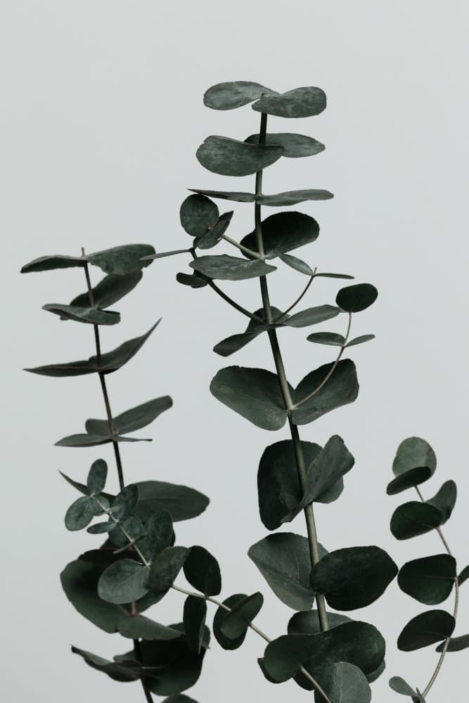 Subtle Eucalyptus Branches by Pictufy Studio III — canvas wall art
